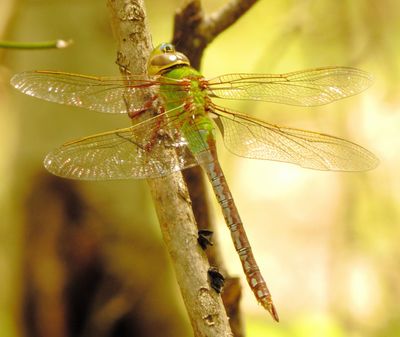 Common Green Darner