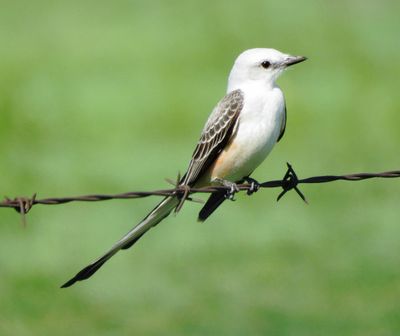 Scissor-Tailed Flycatcher