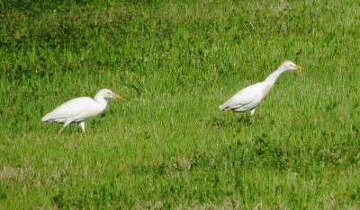 Western Cattle Egret