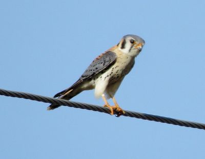 American Kestrel