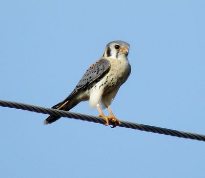 American Kestrel