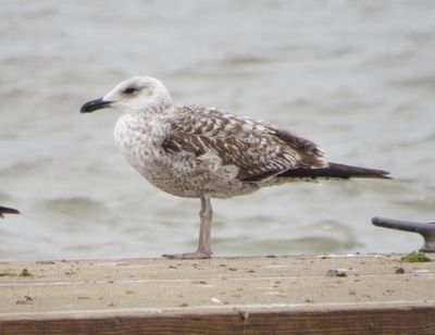 Lesser Black-Backed Gull