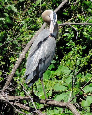 Great Blue Heron