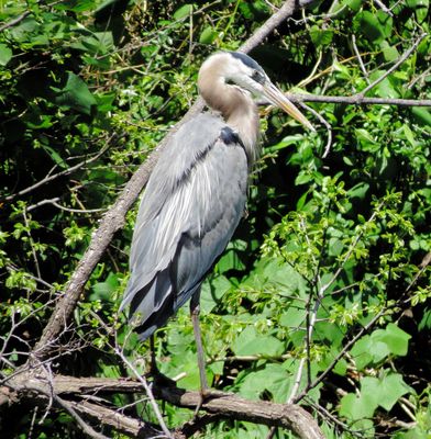 Great Blue Heron