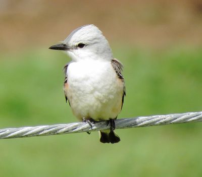 Scissor-Tailed Flycatcher