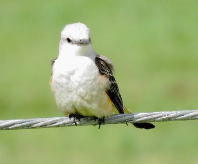 Scissor-Tailed Flycatcher