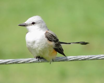 Scissor-Tailed Flycatcher
