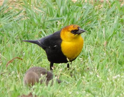 Yellow-Headed Blackbird