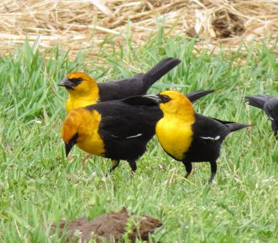 Yellow-Headed Blackbird
