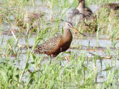 Hudsonian Godwit