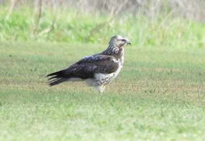 Swainson's Hawk