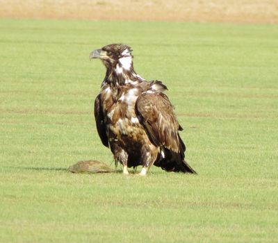 Bald Eagle