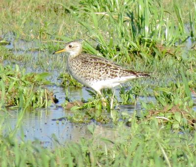 Upland Sandpiper