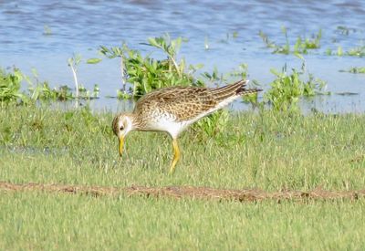 Upland Sandpiper