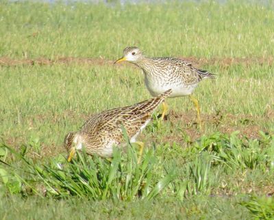 Upland Sandpiper