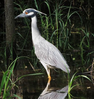 Yellow-Crowned Night Heron