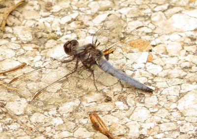Blue Corporal