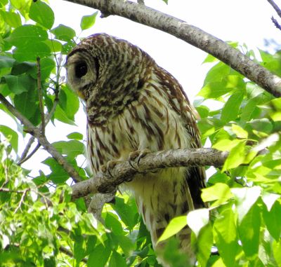 Barred Owl