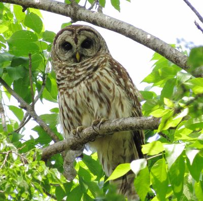 Barred Owl