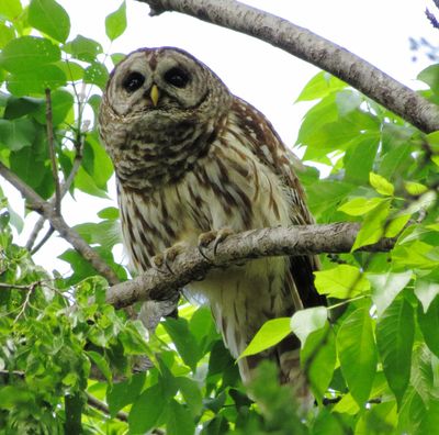 Barred Owl