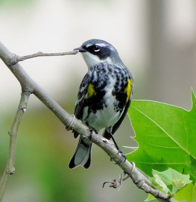 Myrtle Warbler