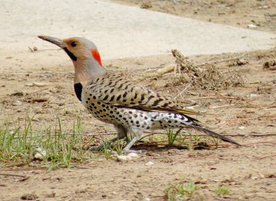 Northern Flicker
