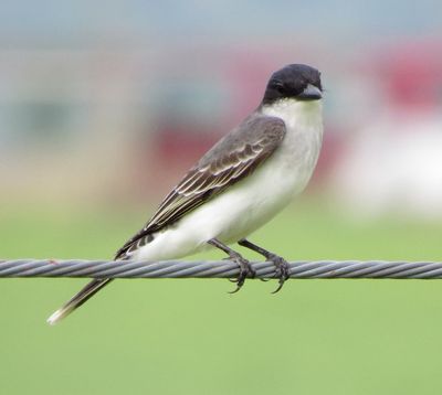 Eastern Kingbird