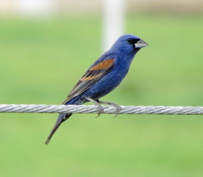 Blue Grosbeak