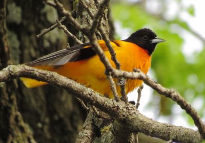 Baltimore Oriole