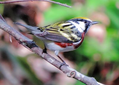 Chestnut-Sided Warbler