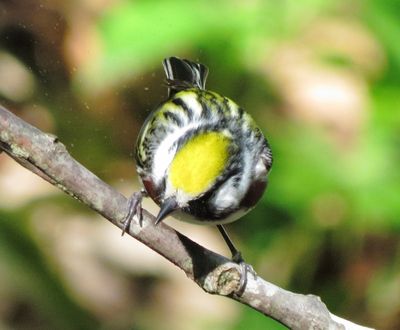 Chestnut-Sided Warbler