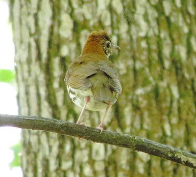 Wood Thrush