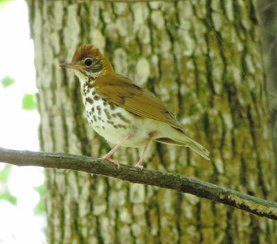 Wood Thrush