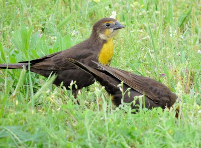 Yellow-Headed Blackbird