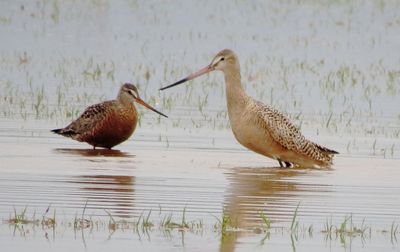 Marbled Godwit