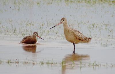 Marbled Godwit