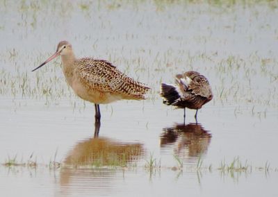 Marbled Godwit