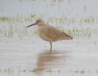 Willet