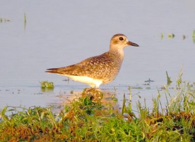 Black-Bellied Plover
