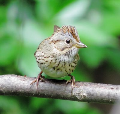 Lincoln's Sparrow