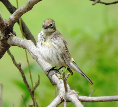 Myrtle Warbler