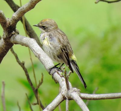 Myrtle Warbler