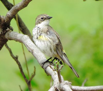 Myrtle Warbler