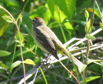 Palm Warbler