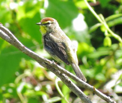 Palm Warbler