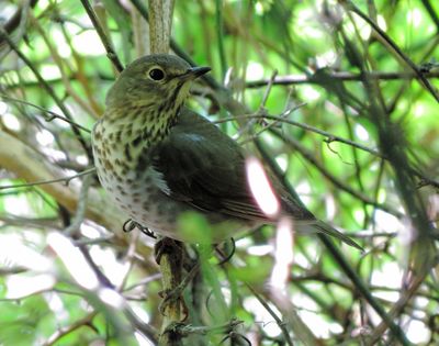 Gray-Cheeked Thrush
