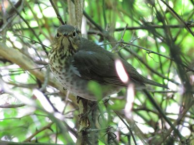 Gray-Cheeked Thrush
