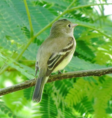 Least Flycatcher