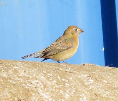 Blue Grosbeak