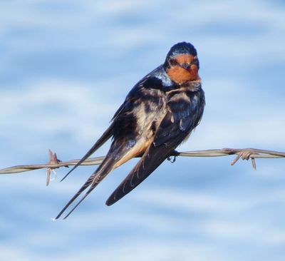 Barn Swallow
